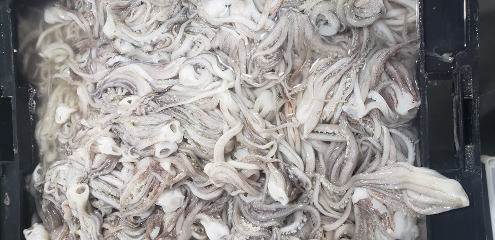 Frozen squid tentacles, eyes and beaks removed